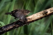 Stephen Nobbs - Rain Drenched Wren